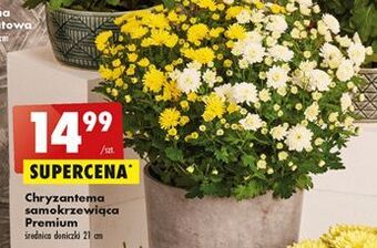 Biedronka Chryzantema samokrzewiąca premium oferta