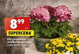 Biedronka Chryzantema wielkokwiatowa oferta