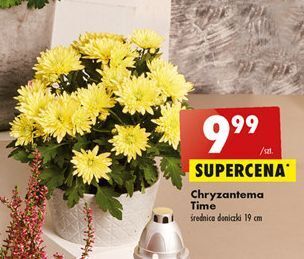 Biedronka Chryzantema time misa 19 cm oferta