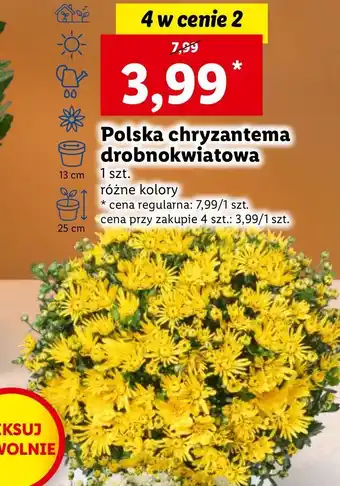 Lidl Chryzantema drobnokwiatowa oferta