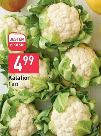 Stokrotka Kalafior oferta