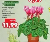 Kaufland Fiołek alpejski 1 SZT oferta