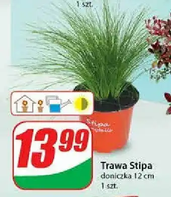Dino Trawa stipa 12 cm 1 SZT oferta