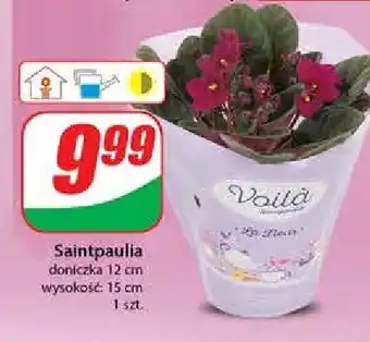 Lidl Saintpaulia 1 SZT oferta