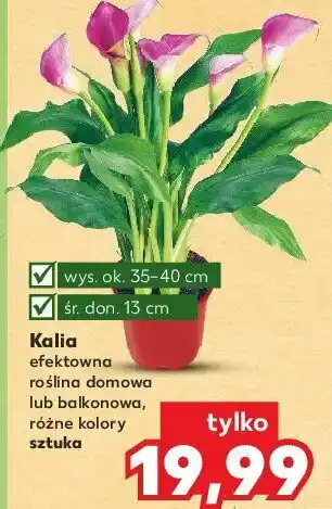Kaufland Kalia śr. 13 cm 1 SZT oferta