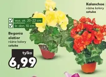 Begonia elatior 1 SZT