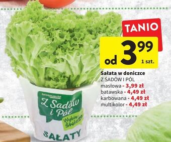 Intermarche Sałata karbowana zielona z sadów i pól oferta