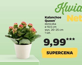 Netto Kalanchoe queen * oferta