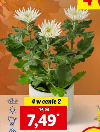 Lidl Chryzantema lidl oferta