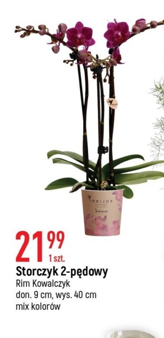 E.Leclerc Storczyk oferta