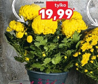 Kaufland Chryzantema kaufland oferta