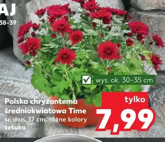 Kaufland Chryzantema kaufland oferta