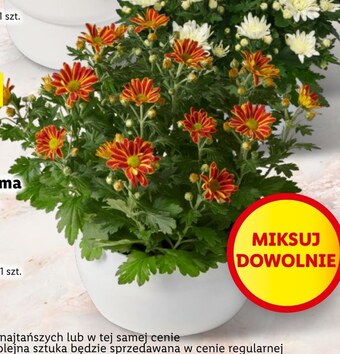 Lidl Chryzantema lidl oferta