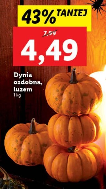 Lidl Dynia lidl oferta