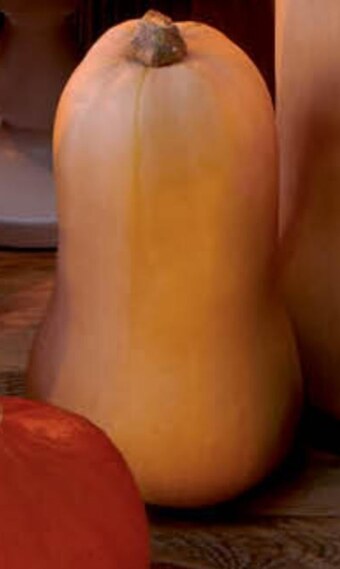 Lidl Dynia lidl oferta