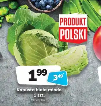 Delfin Kapusta biała młoda 1szt. oferta