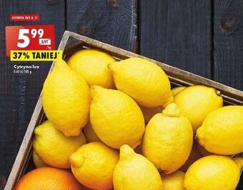 Biedronka Cytryny oferta