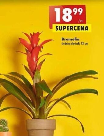Biedronka Bromelia oferta