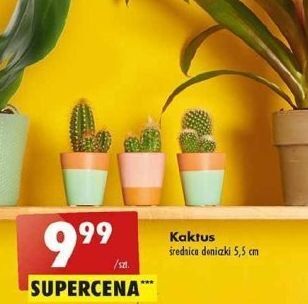 Biedronka Kaktus oferta