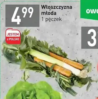 Stokrotka Włoszczyzna młoda oferta