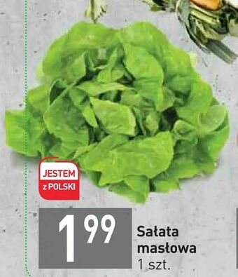 Stokrotka Sałata masłowa oferta