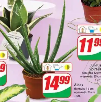 Dino Aloes doniczka 12 cm, wysokość 20 cm oferta