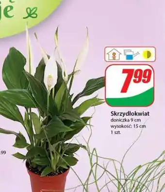 Dino Skrzydłokwiat śr. don. 9 cm oferta