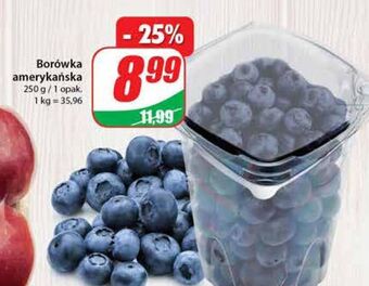Dino Borówki amerykańskie oferta