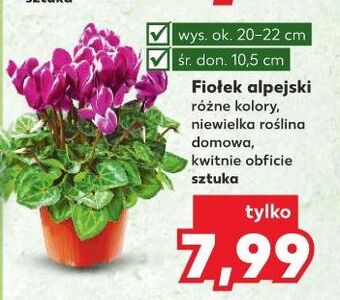 Kaufland Fiołek alpejski 10.5 cm oferta