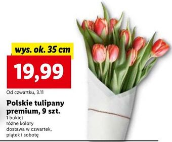 Lidl Tulipany premium 35 cm oferta