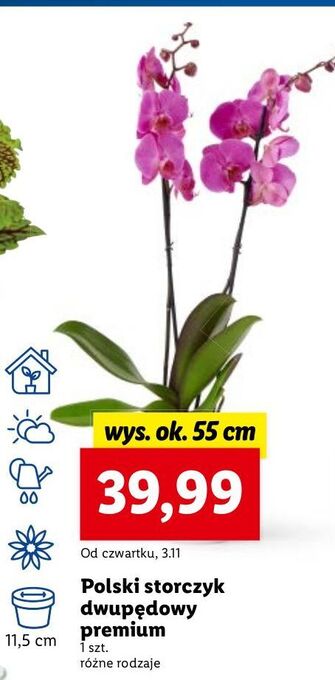 Lidl Storczyk dwupędowy oferta