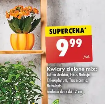 Biedronka Fikus natasja 12 cm 1 SZT oferta