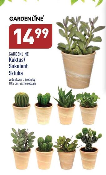 ALDI Sukulent garden line oferta