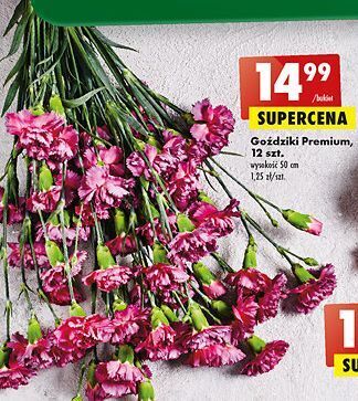 Biedronka Goździki premium 50 cm oferta