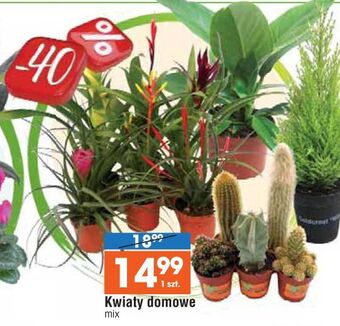 E.Leclerc Kwiaty domowe oferta