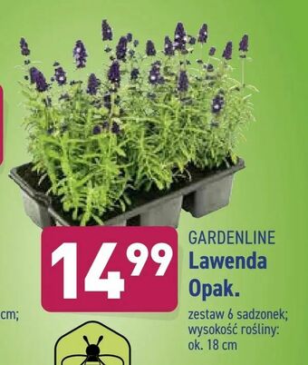 ALDI Lawenda oferta