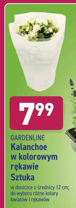 ALDI Kalanchoe w kolorowym rękawie oferta