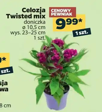 Netto Celozja Twisted mix oferta
