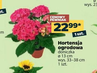 Netto Hortensja ogrodowa oferta