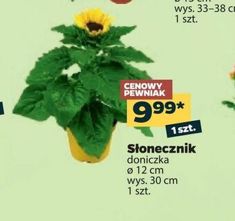 Słonecznik