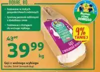 Auchan Gęś z wolnego wybiegu tusza oferta