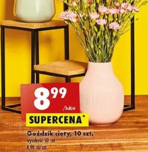Biedronka Goździki 50 cm oferta