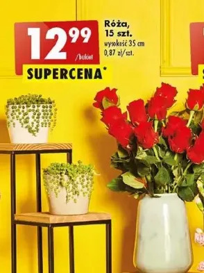 Biedronka Róże 35 cm oferta