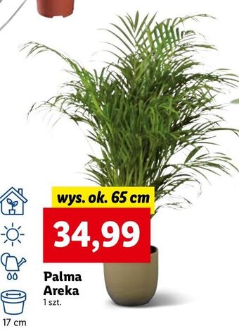 Lidl Palma areka oferta