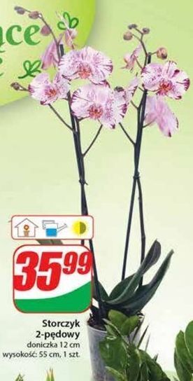Dino Storczyk 2 pędowy oferta