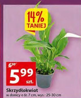 Auchan Skrzydłokwiat oferta