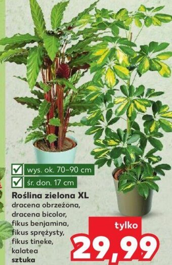 Kaufland Roślina zielona XL oferta