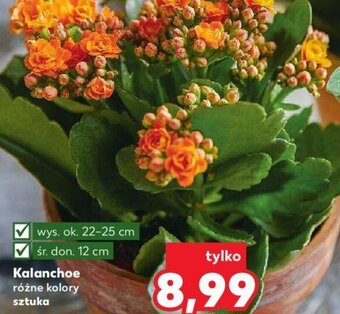 Kaufland Kalanchoe oferta