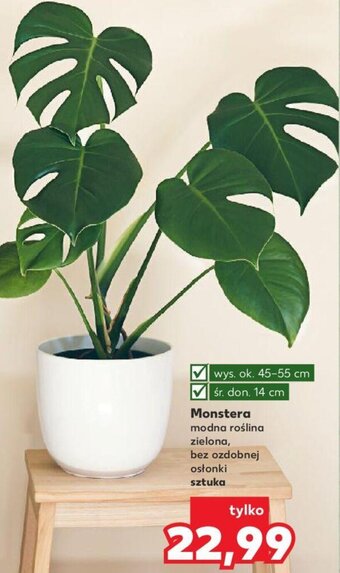 Kaufland Monstera oferta