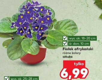Kaufland Fiołek afrykański oferta